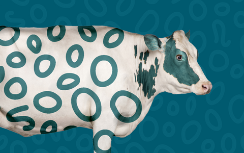 Cow with decorative markings: can its dairy affect iron absorption?