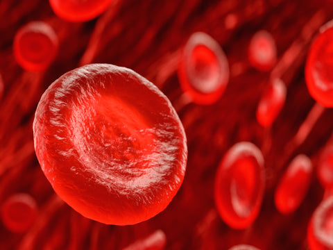 The Importance of Good Blood Circulation – Sanguina