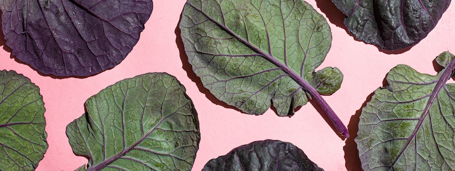 Kale leafs on a pink backdrop